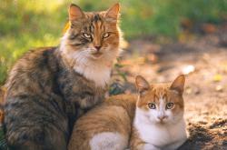 LOL决赛-星辉倒转，当钢铁洪流淹没维京人，奥斯梅恩如何成为东方的关键先生？