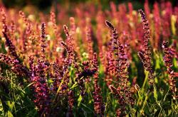 LOL赛事-数据与血肉，2026世界杯焦点战背后的火箭绝杀北京队传奇