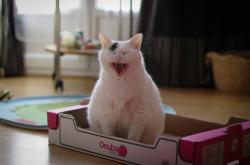 英雄联盟总决赛2025-破冰者英格拉姆，撕裂鹰群封锁线的关键先生