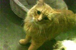 英雄联盟总决赛赛程-红色大理石，马克西在热凯炼狱中淬炼的硬仗之王