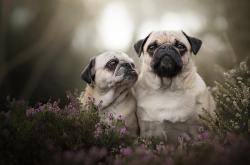 -太阳引力吞噬广厦之夜，伦纳德暗物质般的关键先生