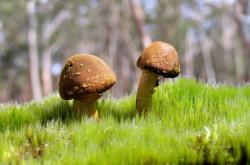 LOL赛事-老树新花与奇兵突进，卡瓦哈尔史诗一战，加纳乔助力曼联稳稳击沉黄潜