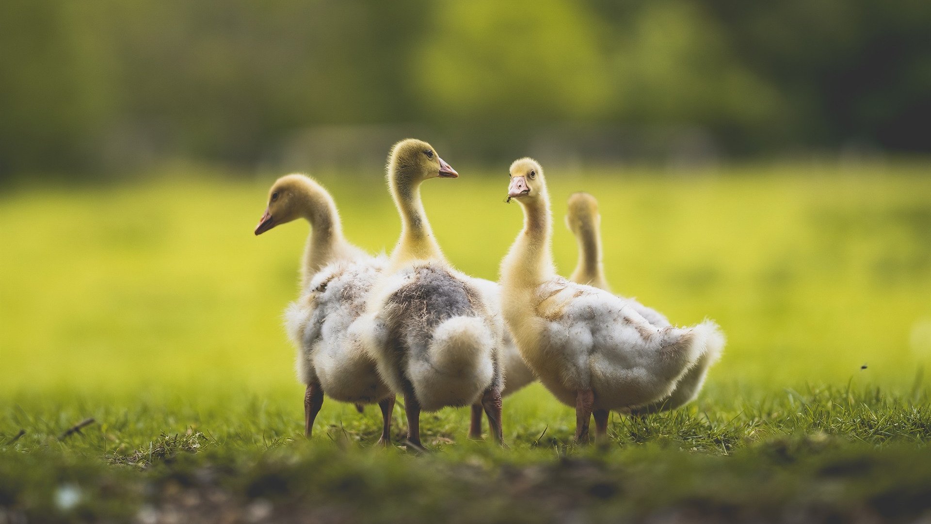 一人拆解，全队淬炼，乔治教科书演绎，魔术凭什么驯服野性公牛？