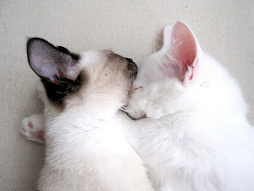 西决生死战之夜，小贾伦·杰克逊，谁是唯一操盘手？