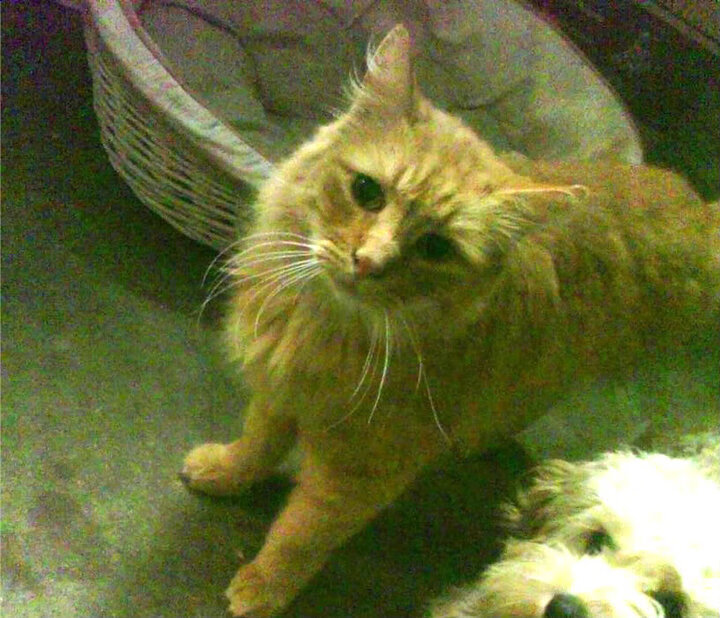 红色大理石，马克西在热凯炼狱中淬炼的硬仗之王