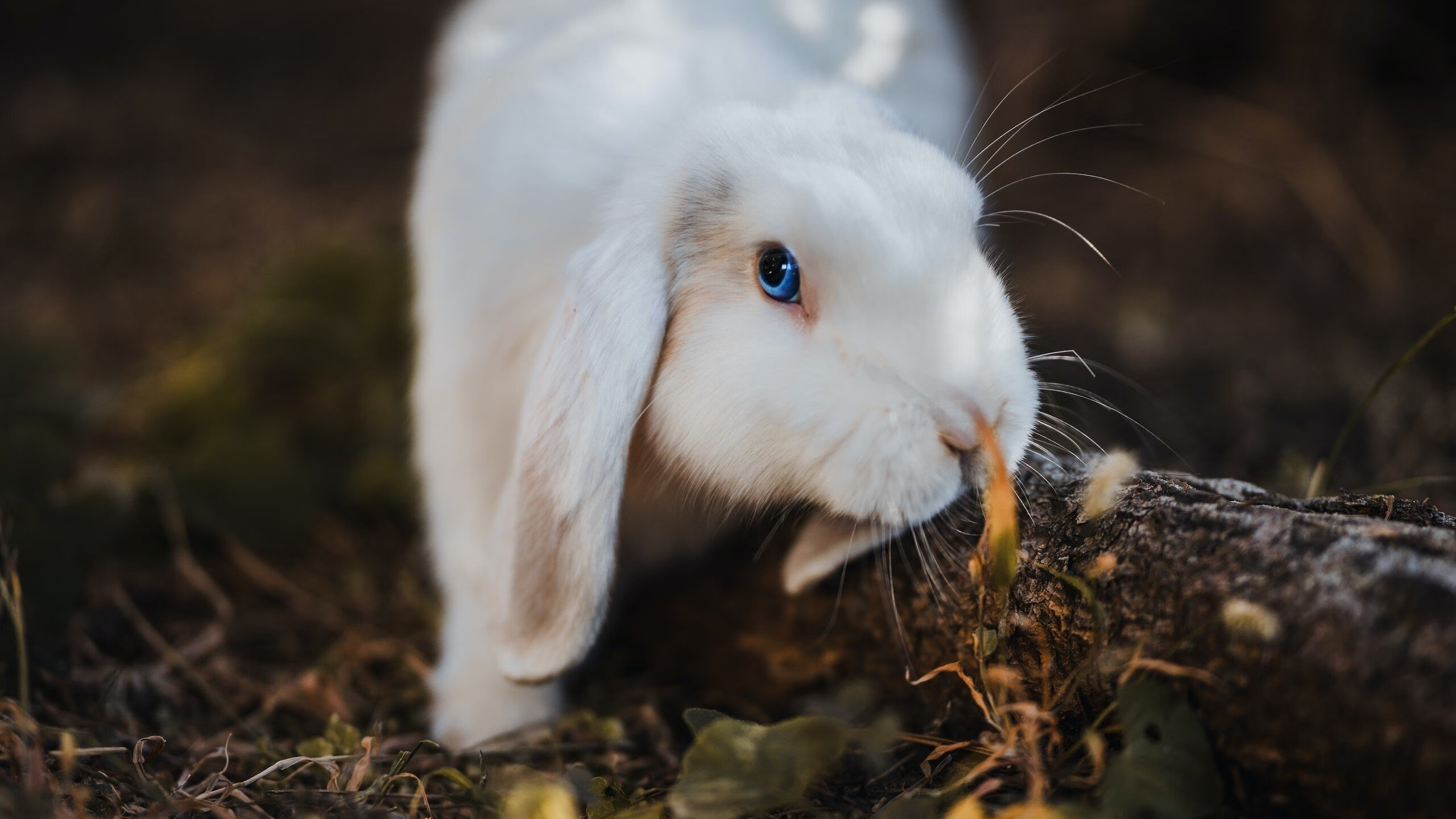 双线聚焦，内马尔连斩生死球，委内瑞拉火力全开压制贝蒂斯