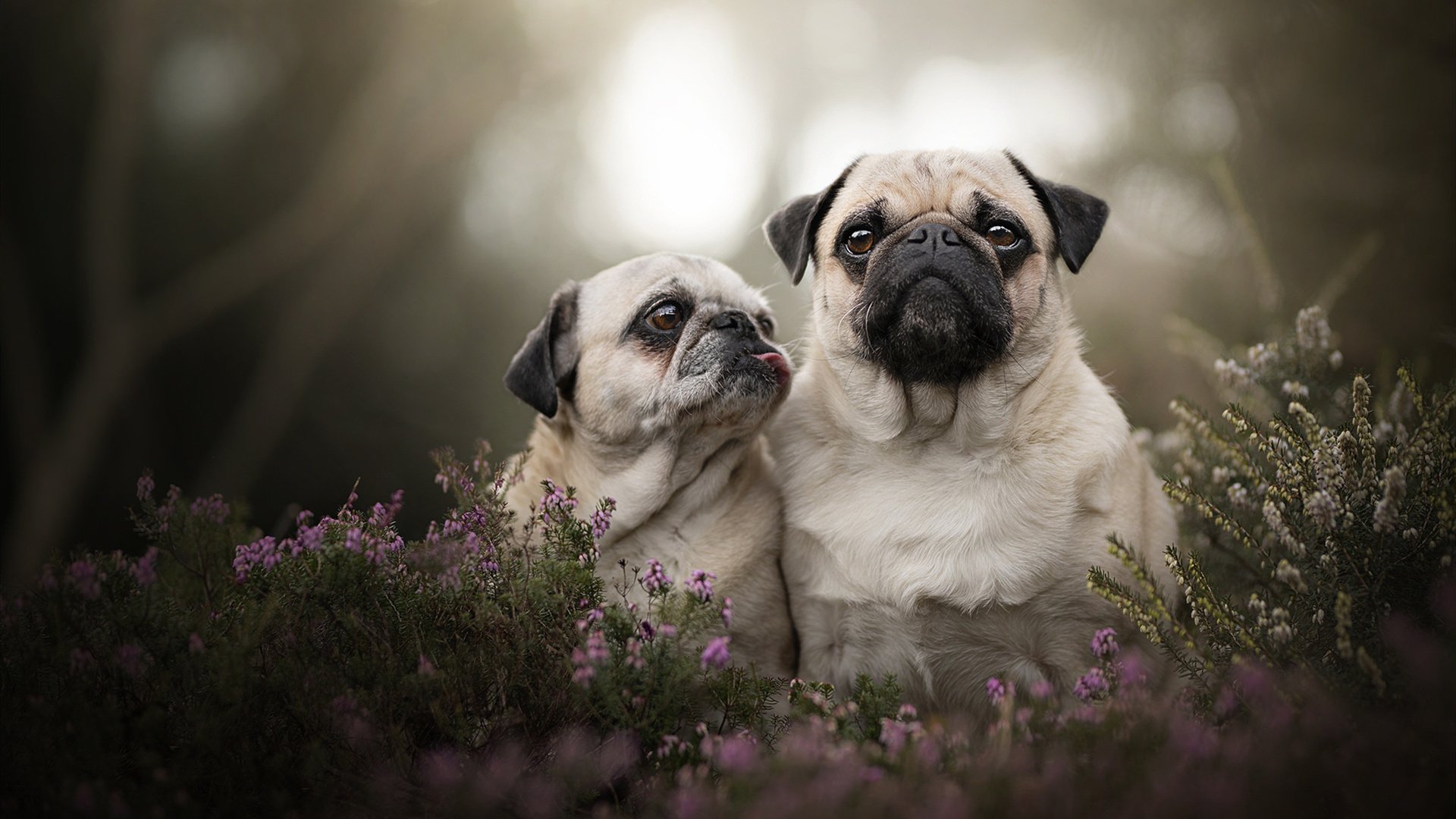 太阳引力吞噬广厦之夜，伦纳德暗物质般的关键先生