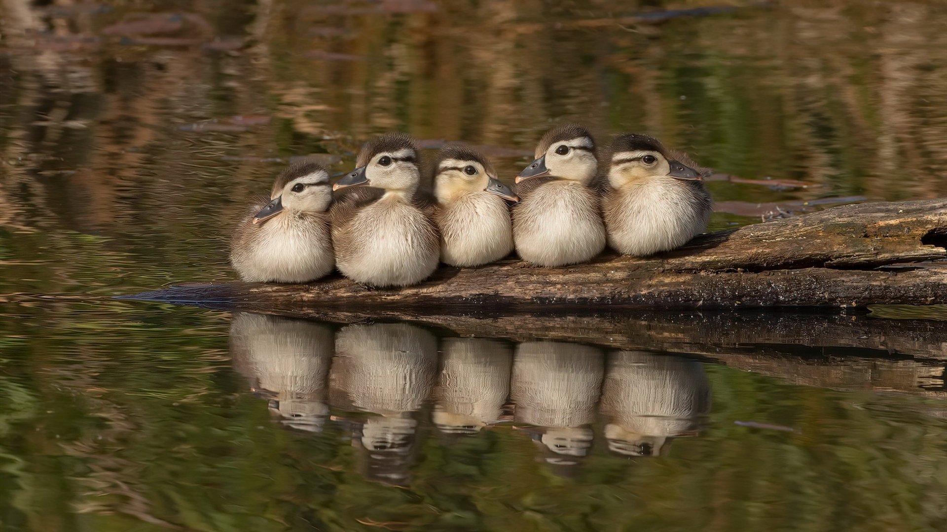 高效终结VS持久杀伤,小贾伦如何用钝刀磨垮步行者防线