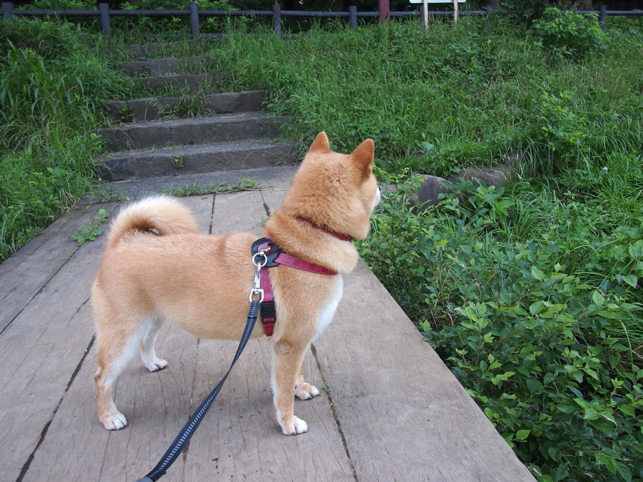 跨界教科书，当库里在美加墨世界杯之夜投出足球式三分