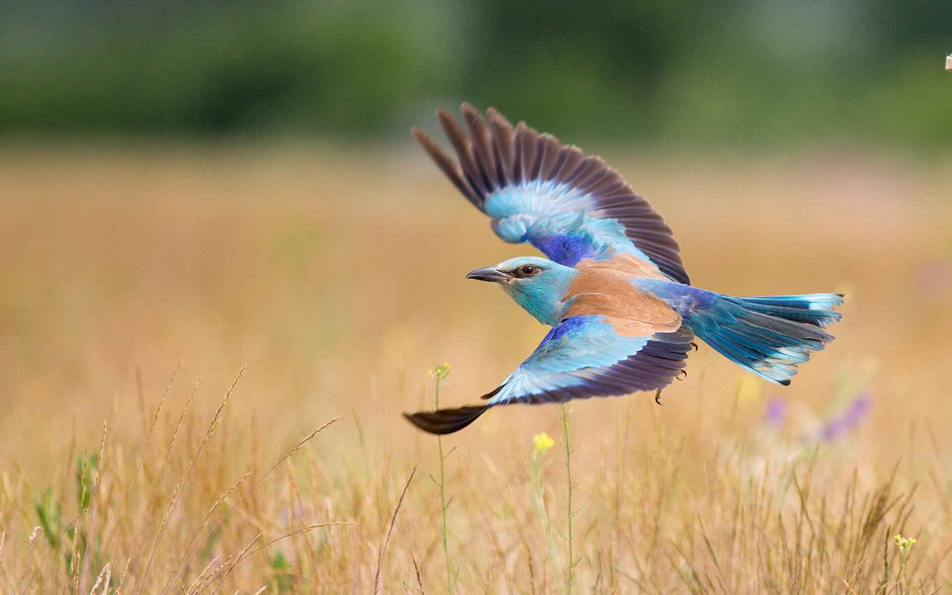 鏖战！恩比德教科书之夜主宰世界排名争夺战