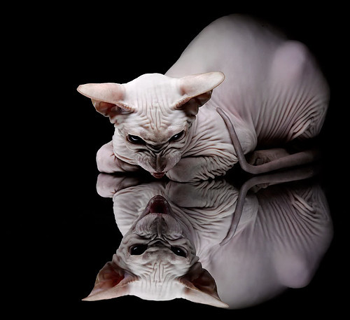 精密的机器与关键齿轮,英格兰封锁塞内加尔,罗德里成为胜负手