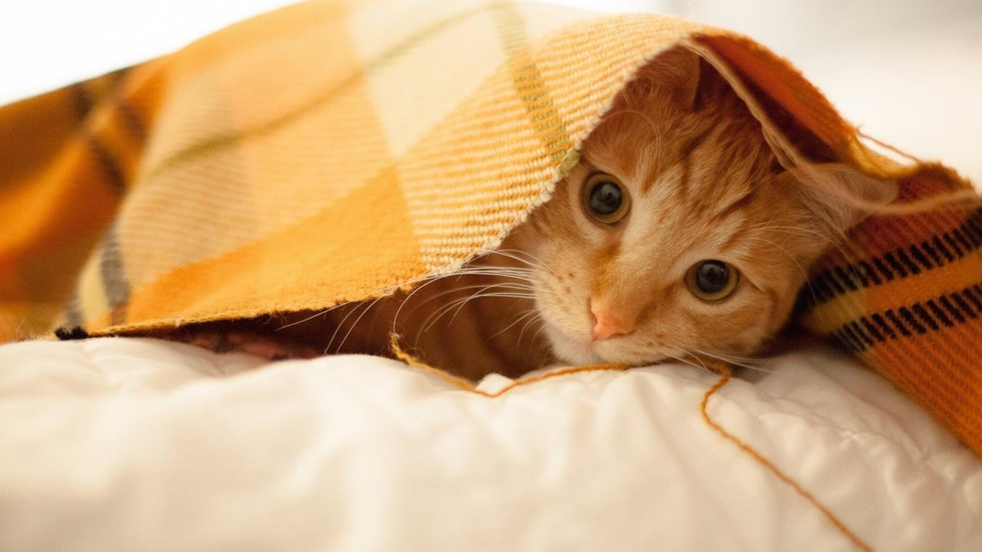 磐石之心与绞索之力,斯通斯的冷酷与智利的窒息美学