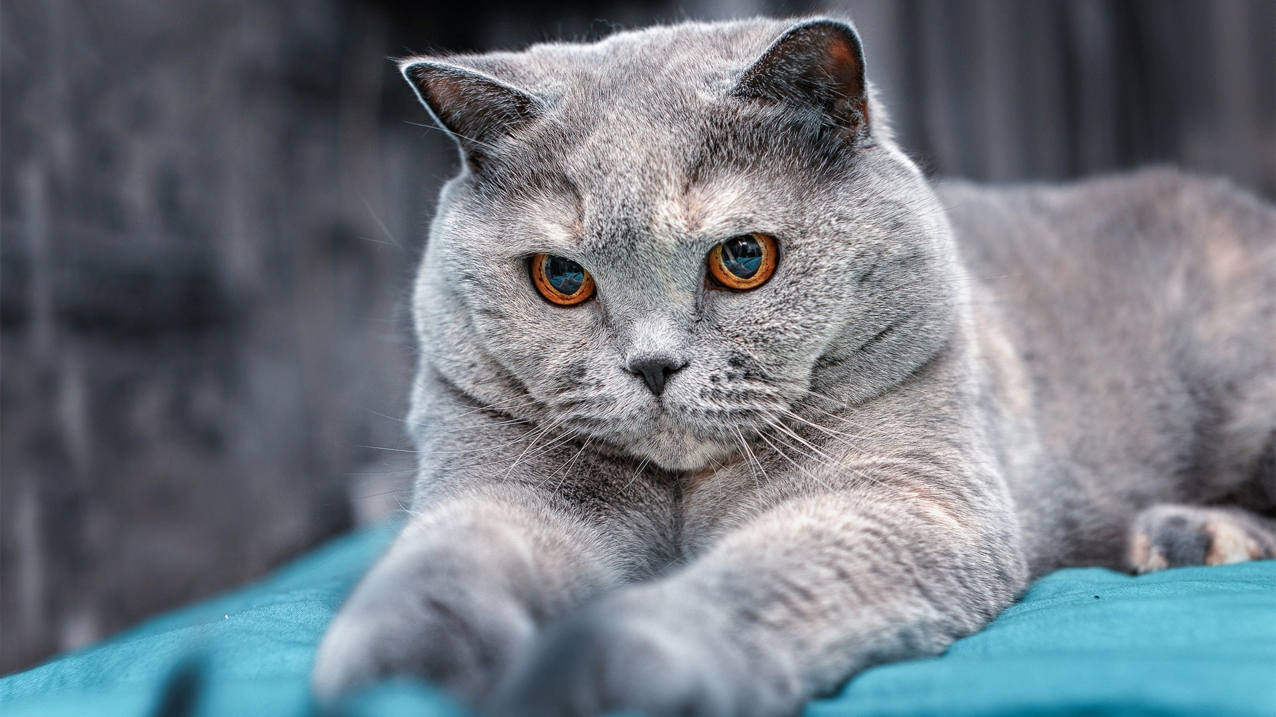 大场面先生小贾伦一人独舞，却难敌篮网战术铁笼扼杀黄蜂