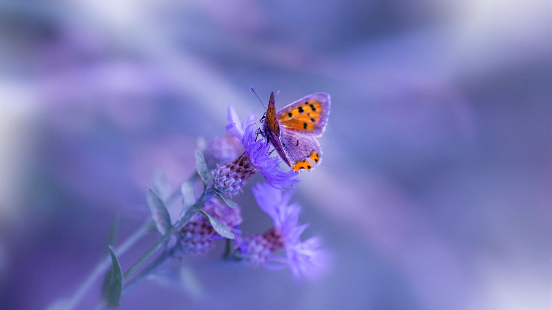 范戴克,横跨大洲的叹息之墙—当里昂的哥伦比亚利刃撞上终极防线