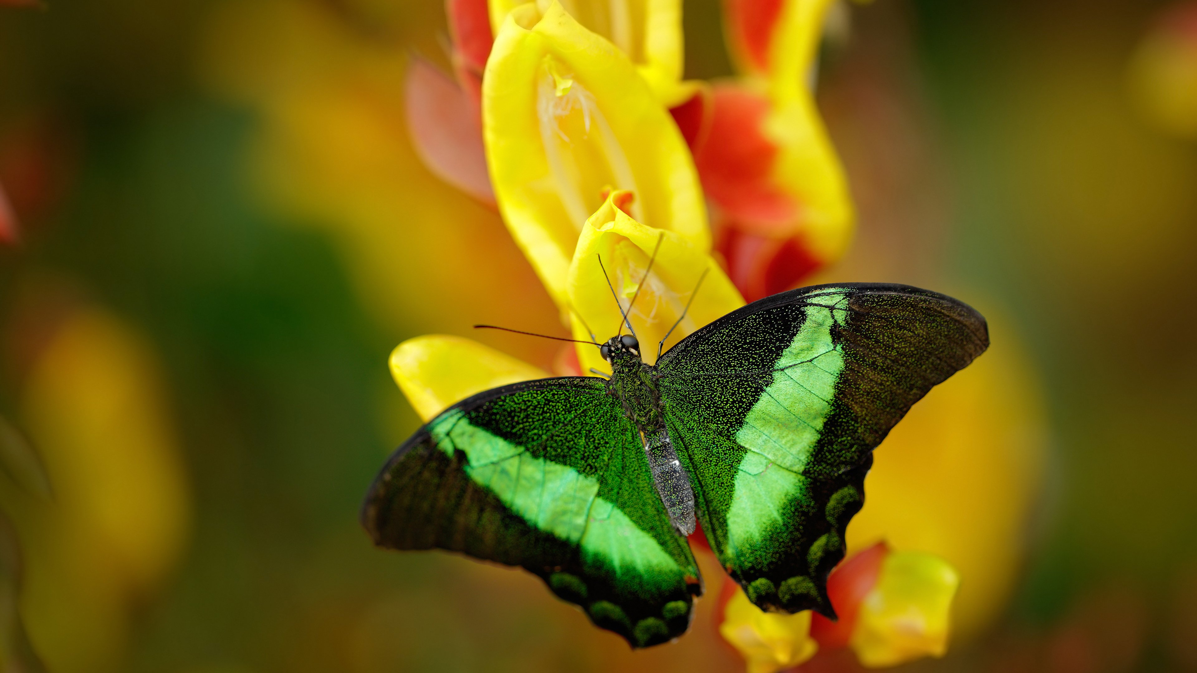 燎原之火，当楚阿梅尼的钢铁美学，点燃佛罗伦萨的文艺复兴之夜