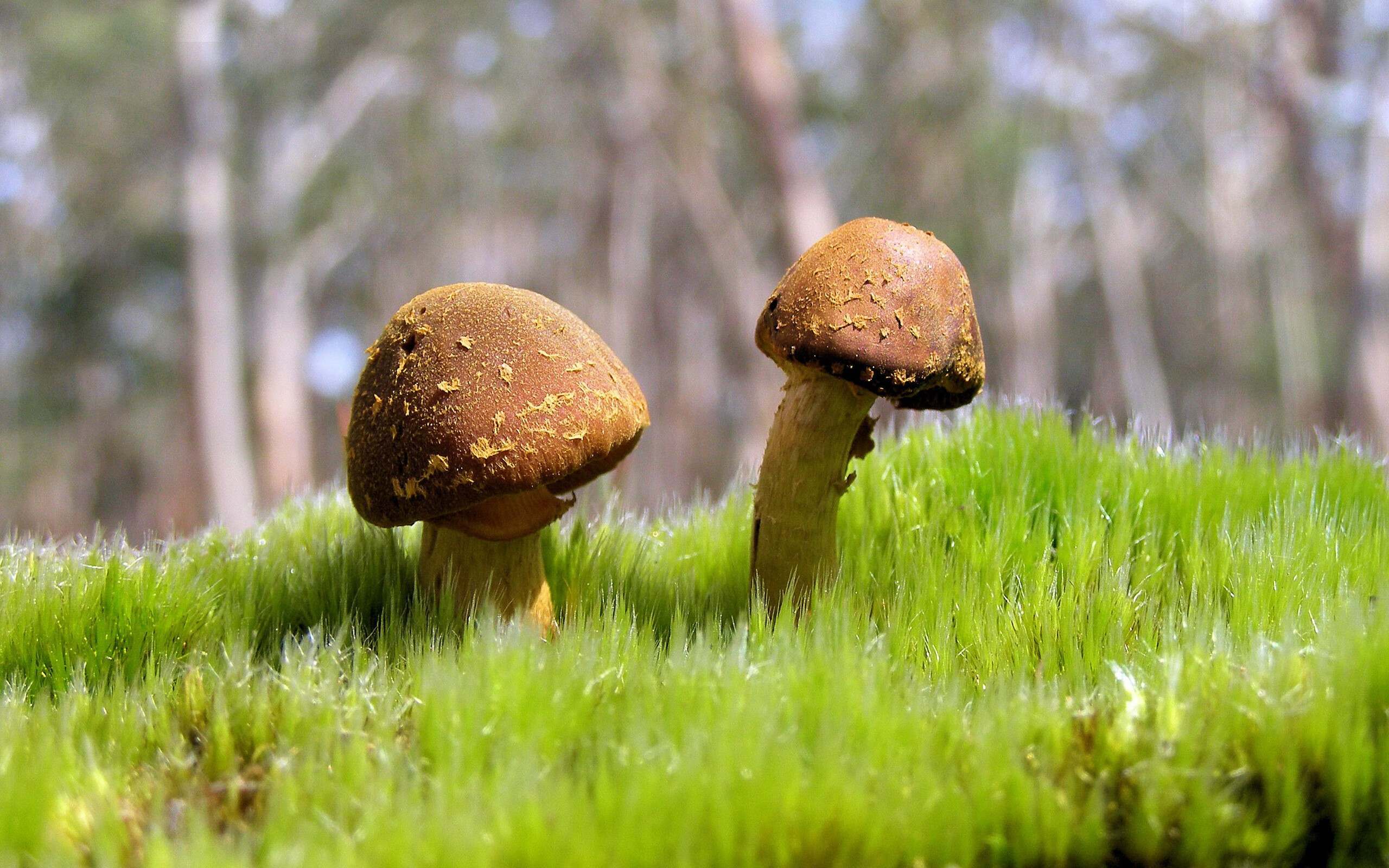 恒河星火,当福登的魔笛奏响塞尔维亚挽歌,印度在H组书写神话