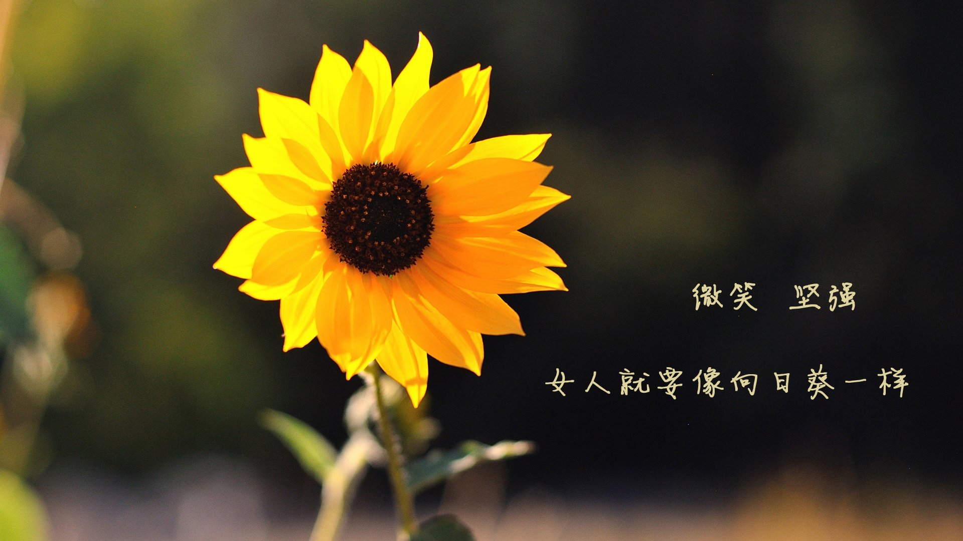 里斯本之夜,宿命回响,当罗德里戈的桑巴之舞,终结枫叶之国的世界杯狂想